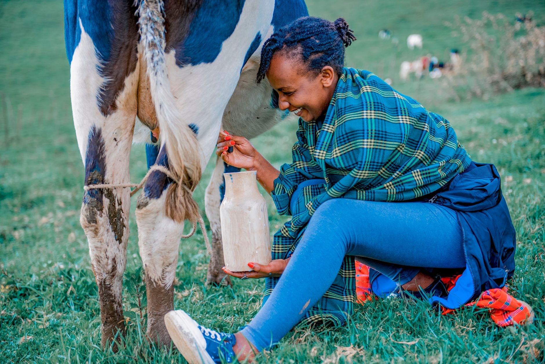 A woman milking a cow by hand in a grassy pasture on a summer day.