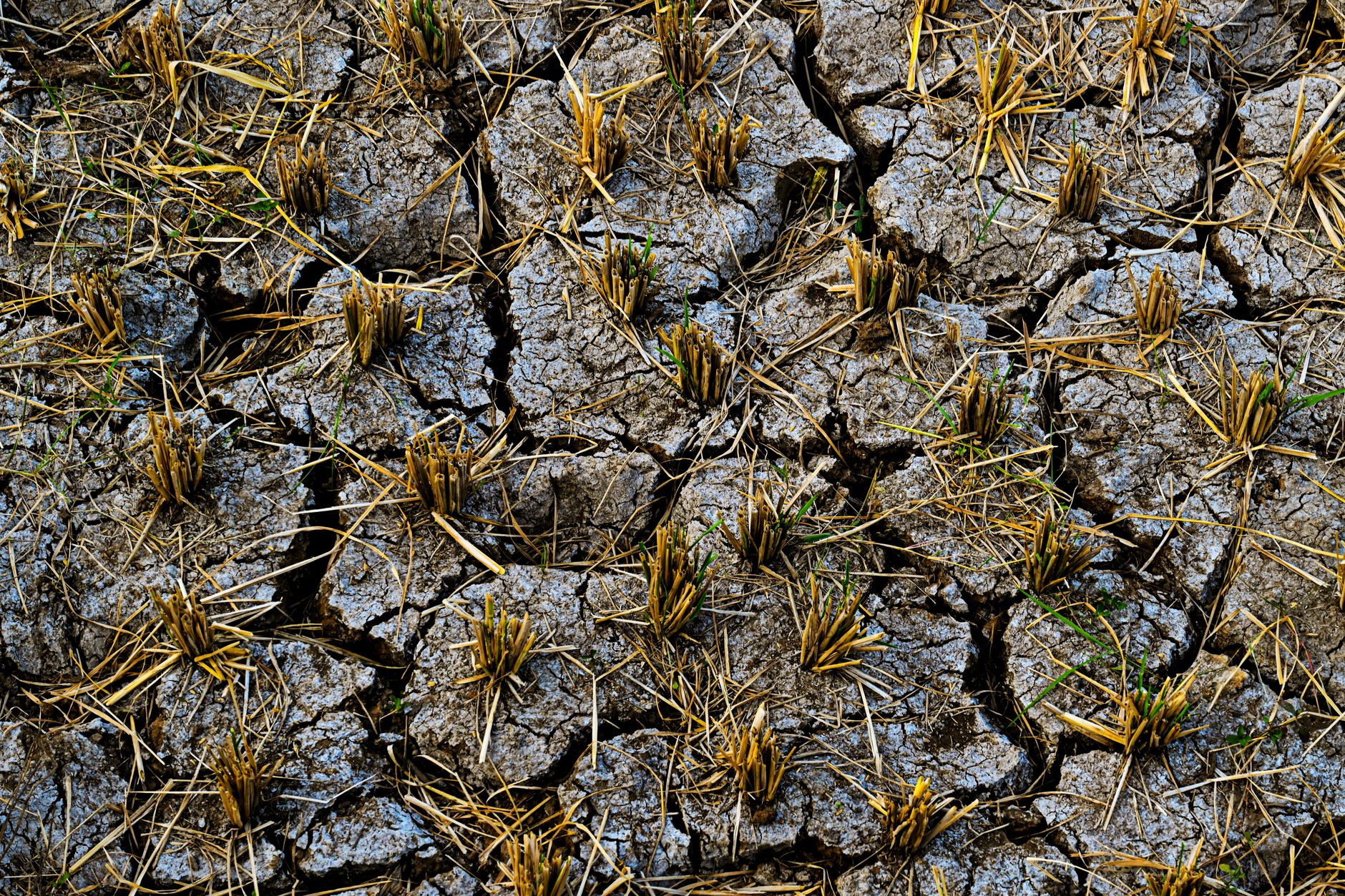 Arid cracked soil with rice stalks in West Java, depicting drought.