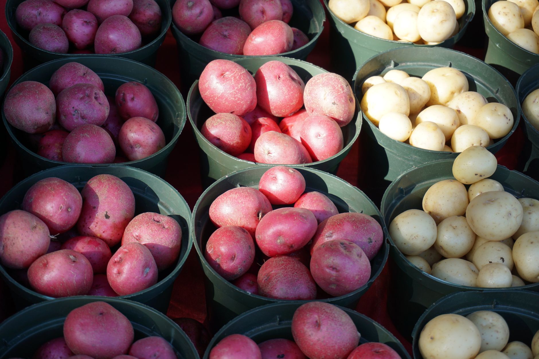 A vibrant display of fresh red and white potatoes in green buckets at an outdoor market.